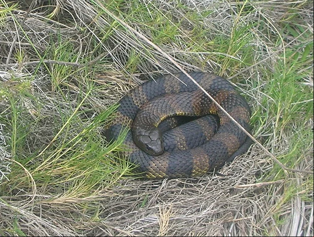 Serpente Tigre - Espécie endêmica da Austrália e Tasmânia. Seu veneno costuma matar a vítima de 6 a 24 horas. Pode medir até 2m e se alimenta de peixes e lagartos.