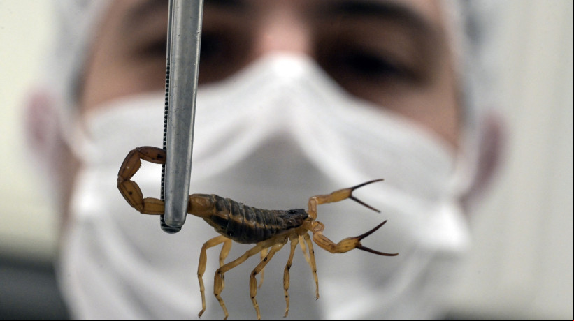 O veterinário Thiago Mathias Chiariello segura um escorpião amarelo (Tityus serrulatus) no Instituto Butantan. O animal é responsável por um número crescente de mortes no Brasil