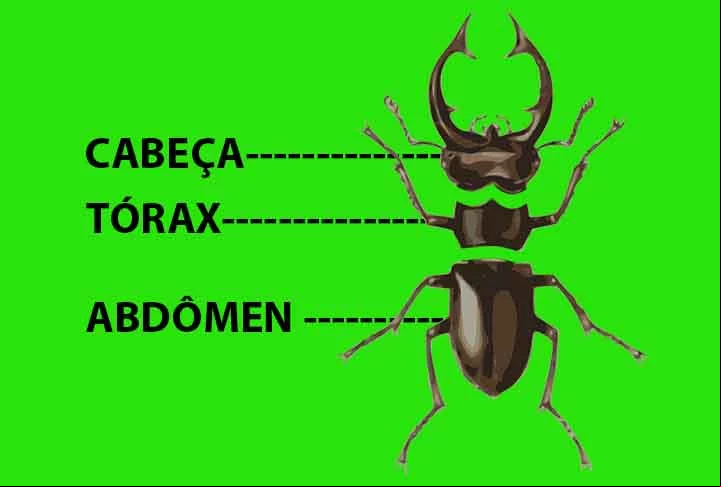 Os besouros, em geral, têm características em comum. Tanto os besouros-veados com as outras espécies possuem um corpo dividido em cabeça, tórax e abdômen, além de exoesqueleto duro.