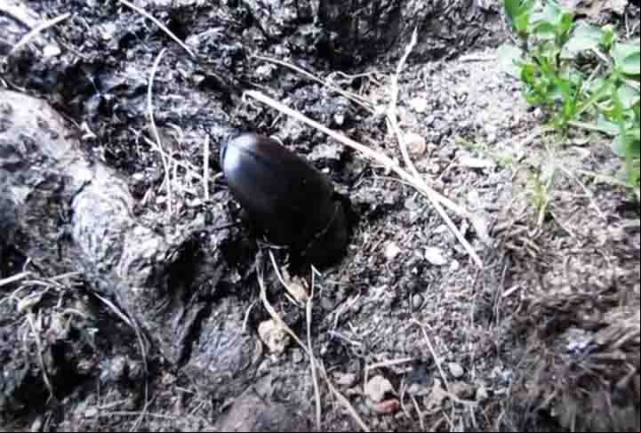 De acordo com a Rede Europeia de Monitoramento de Besouros-veados, o comprimento deles varia de 4 cm a 9 cm. Eles am a maior parte do tempo de vida abrindo túneis no subsolo.