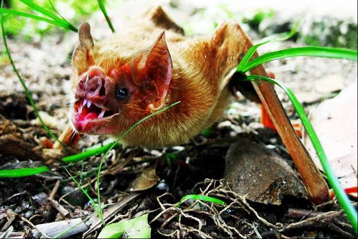 Os morcegos-vampiros diferem de outras espécies de morcego por serem exímios corredores, qualidade que os permite surpreender as presas. Além disso, eles possuem dentes semelhantes aos dos vampiros. Seus caninos são afiados e projetados para perfurar a pele de suas presas e se alimentar de sangue.