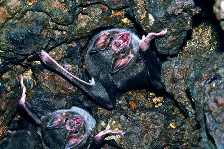 O morcego-vampiro habita a América Central e do Sul, incluindo o Brasil, em ambientes tropicais e subtropicais: florestas, áreas abertas e, muitas vezes, cavernas ou construções humanas. A espécie vive de 9 a 12 anos.