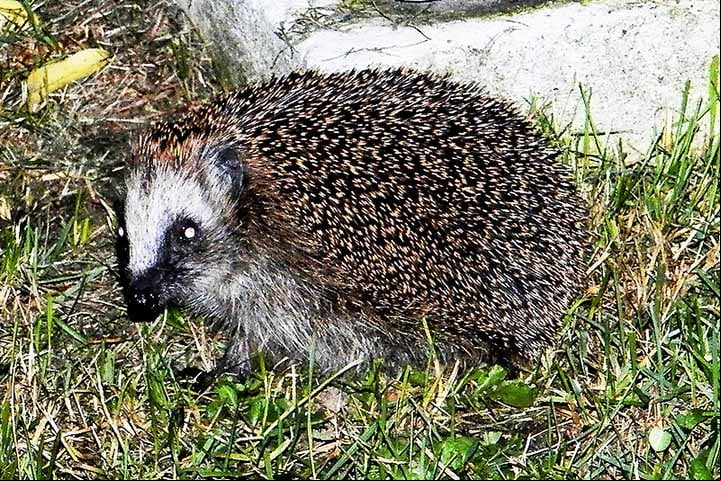 Porco-espinho - Habita diversas regiões, incluindo florestas e áreas de vegetação densa na América do Norte, América Central e partes da Ásia.