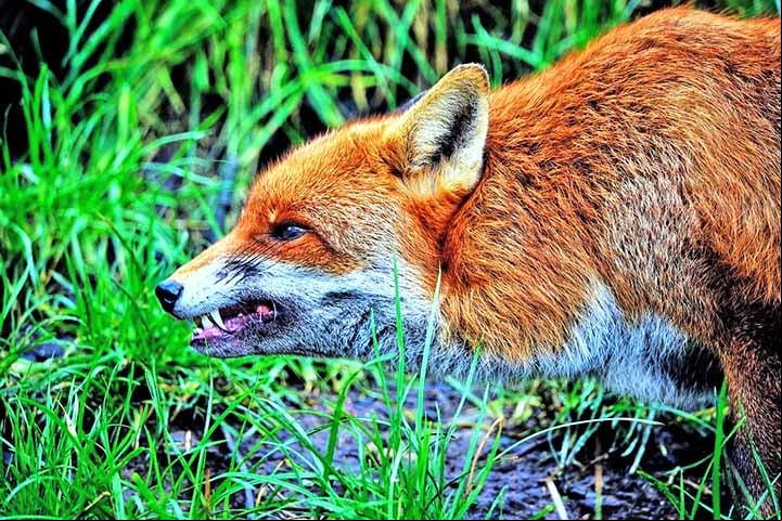 Raposa - Encontrada em diversos habitats pelo mundo, incluindo florestas, desertos e áreas urbanas.