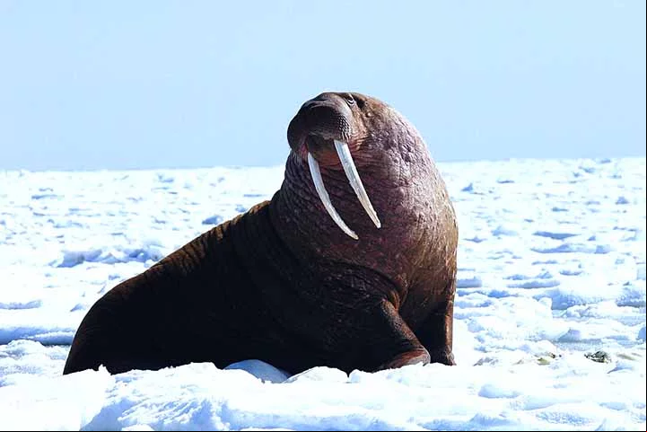 Morsa - Habita as águas geladas do Ártico e subártico, em regiões da Rússia, Canadá, Noruega e Alasca.