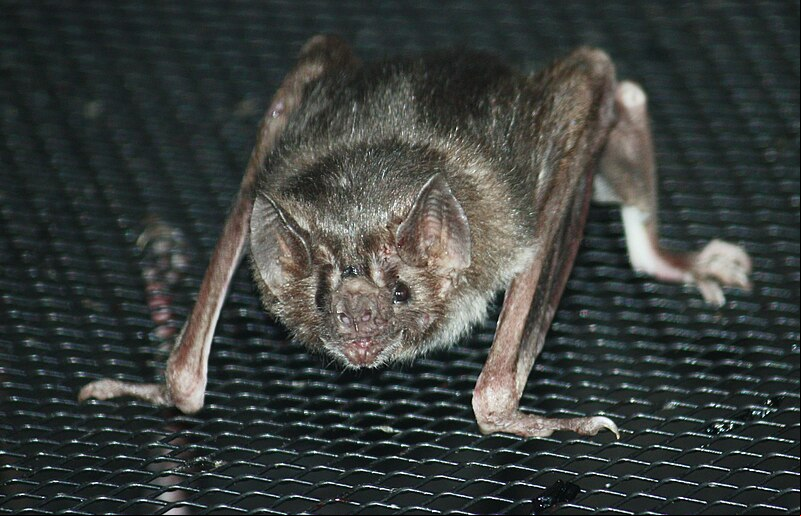 Pesquisadores do Canadá fizeram um curioso teste com morcegos-vampiros para entender as razões de a espécie possuir ótima capacidade de correr mesmo sem obter energia suficiente para isso dos carboidratos e gorduras obtidos na alimentação do sangue das presas.