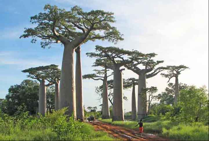 Da mesma forma, Madagascar tem uma flora peculiar que também chama atenção dos visitantes. Entre os destaques, os famosos baobás que são apontados em qualquer lista das árvores mais belas do planeta.