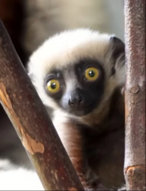Os lêmures estão na lista das espécies de animais sob ameaça de extinção. Por isso, quando um indivíduo nasce, é motivo de comemoração. É o que aconteceu com um filhote de lêmure-sifaka, recentemente, no zoológico Chester, em Cheshire, na Inglaterra.