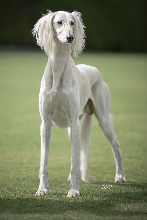 Saluki: Originário da Ásia, o Saluki é um cão de porte elegante e corpo esguio, famoso por sua velocidade e resistência. É reservado e leal, com uma natureza independente e um instinto de caça apurado.