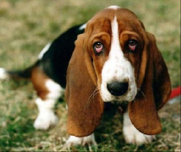 Basset Hound: Corpo robusto e patas curtas, precisa de controle alimentar para evitar obesidade. É um cão de pernas curtas e orelhas longas, com excelente olfato e instinto de caça. É dócil, amigável e tem um temperamento tranquilo, sendo ótimo com crianças e adaptável à vida em família.