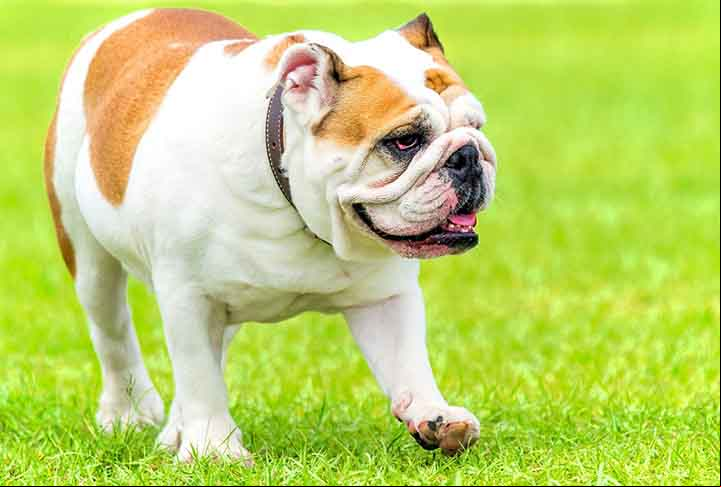 Bulldog Inglês: Naturalmente compacto e musculoso, tem tendência a ganhar peso devido ao metabolismo mais lento. É robusto, de porte médio e aparência forte, com um rosto enrugado e focinho achatado. É leal, calmo e afetuoso, geralmente paciente e excelente com crianças, apesar de seu lado teimoso.