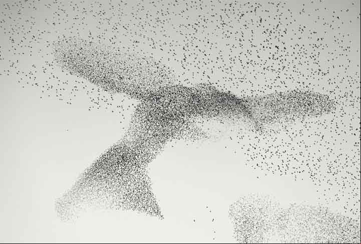 Starling Murmuration: a caminho de poleiros comunitários, Roma, Itália.