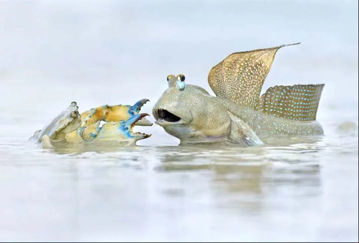 Disputa, Roebuck Bay, Austrália.