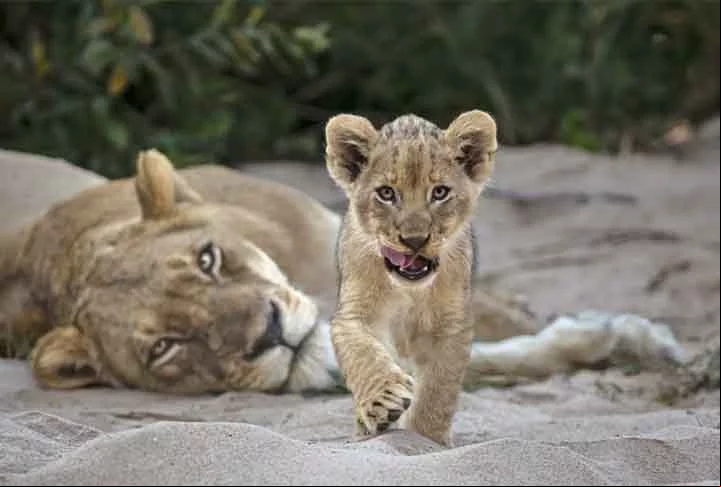 Curiosidade, Parque Nacional do Grande Kruger, África do Sul.