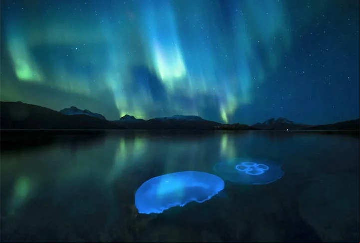 Água-viva iluminada pela aurora boreal, norte da Noruega.