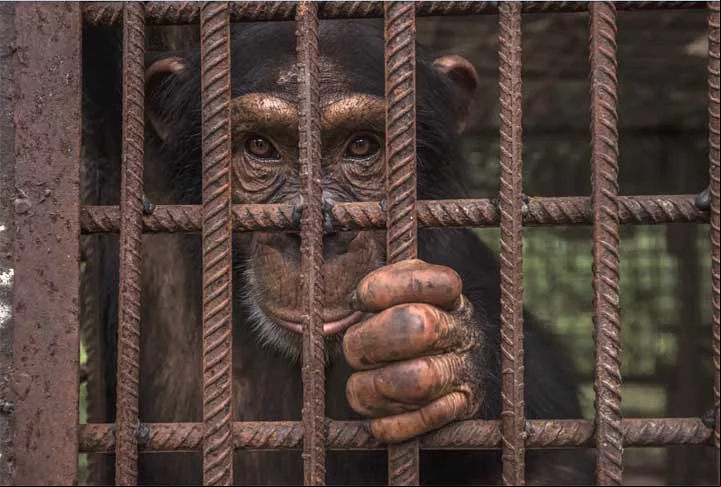 Centro de Conservação de Chimpanzés, República da Guiné.