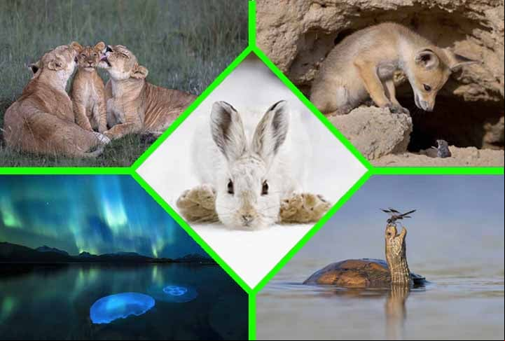 Para o concurso, um júri selecionou as 25 fotos finalistas sobre a vida selvagem entre as quase 50 mil que foram inscritas. Foram 95 países participantes. Depois, os registros foram levados à votação popular. Veja todas!