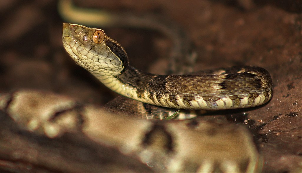 Chame os bombeiros. Se possível, tente identificar a serpente (pode ser por foto) para que os especialistas possam definir o soro ideal a ser aplicado.
