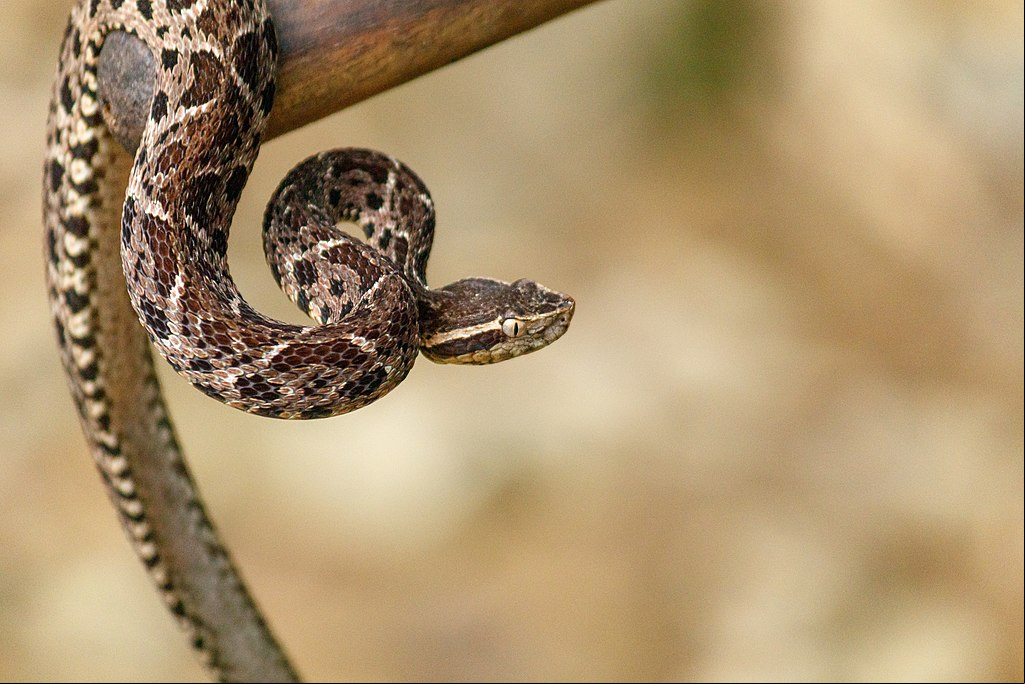 Jararacuçu - Ela se espalha pelo Sul e Sudeste, além do Mato Grosso do Sul.