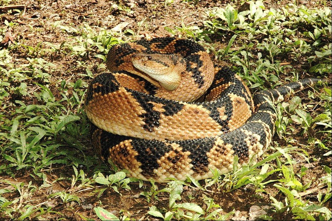 É a maior cobra venenosa da América, podendo chegar a três metros de comprimento. Ela tem manchas pretas em formato de losangos. A ponta da causa tem escamas e a extremidade que faz lembrar um espinho. Seu veneno causa hemorragias