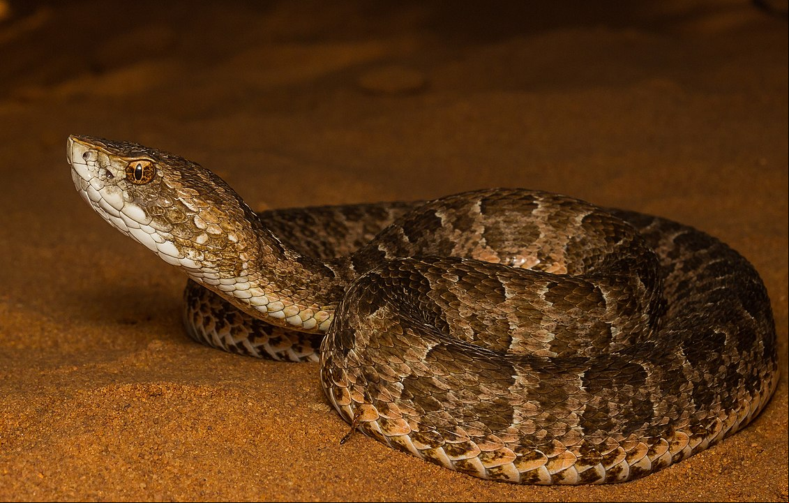 Cobra Cotiara - Encontrada no Sul e em São Paulo, Paraná, Santa Catarina, Rio Grande do Sul.
