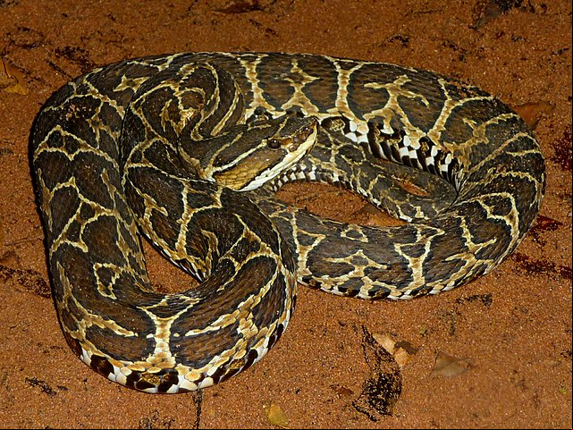 Tem manchas ao longo do corpo em formato de ferraduras.É muito rápida e agressiva. O local da picada fica necrosado. O ditado A urutu quando não mata aleija é muito disseminado nas regiões onde ela é encontrada.