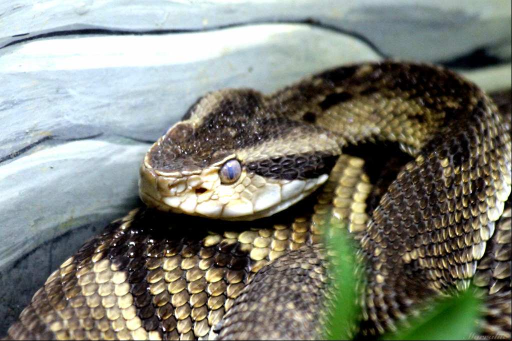 É considerada uma das cobras mais agressivas do Brasil. Seu bote é rápido e pode alcançar as partes superiores do corpo da vítima. Seu veneno pode destruir fibras musculares e tecidos da pessoa picada.