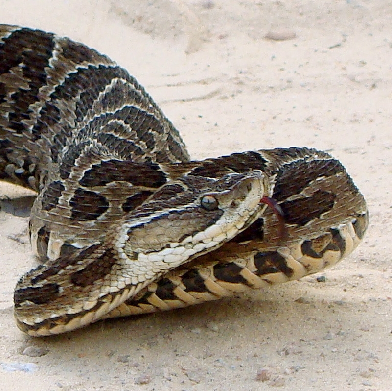 Pode ser pequena, com apenas cerca de 50 cm de comprimento, mas seu veneno é considerado 10 vezes mais forte se comparado a outras espécies de jararacas . A toxina causa paralisia nervosa na vítima.