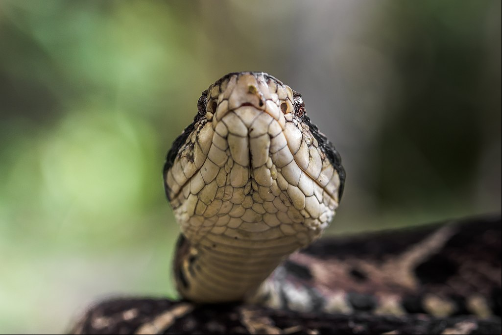 Existem cerca de 400 espécies de cobras espalhadas pelo Brasil, sendo que 63 delas têm veneno. Veja quais são consideradas mais perigosas.