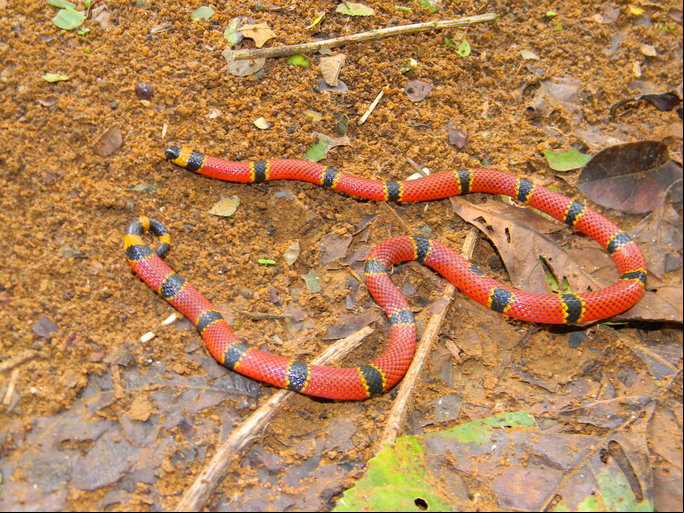 Essa cobra é considerada a mais venenosa do Brasil. Sua toxina ataca o sistema nervoso e se espalha rapidamente pelo corpo. O socorro tem que ser imediato.
