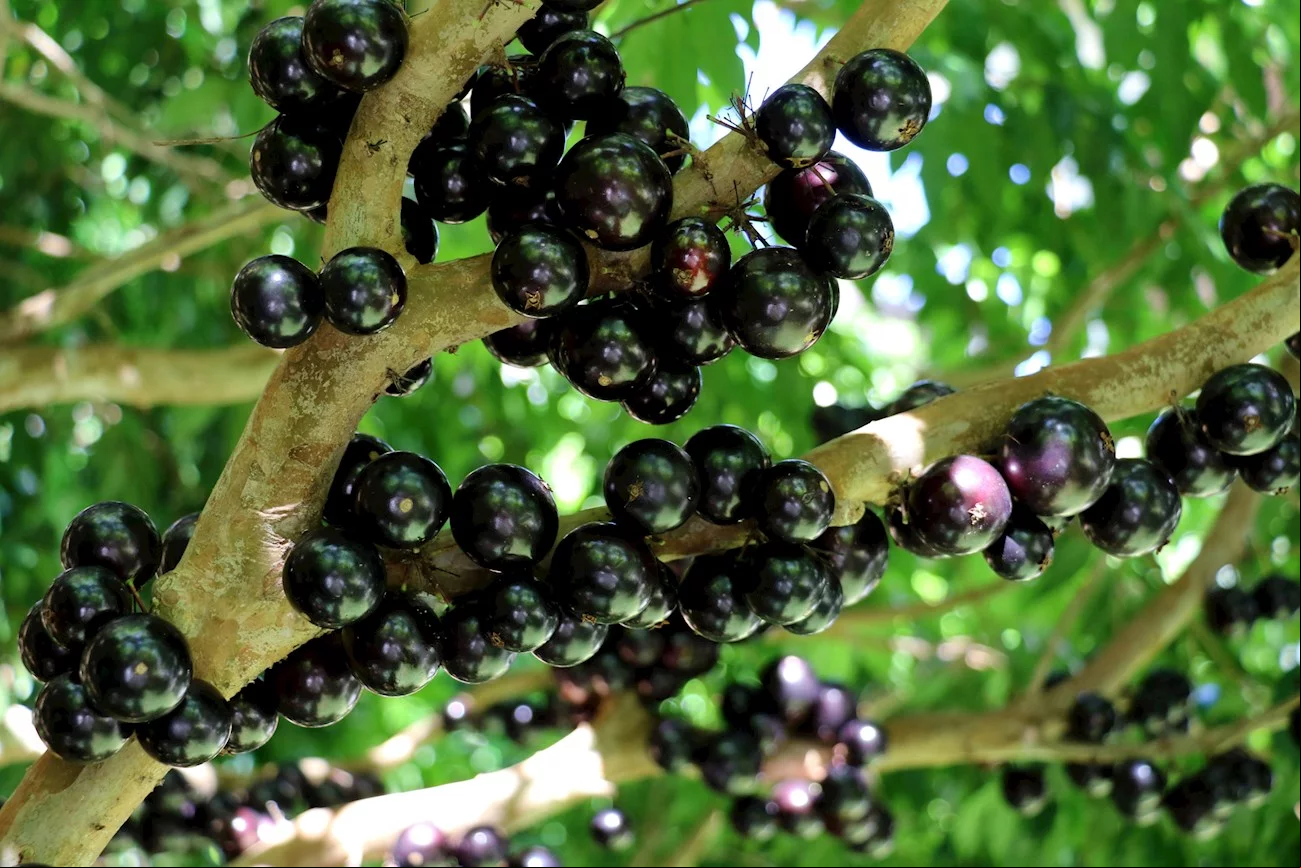 Elas também contêm antioxidantes, cálcio, potássio, ferro, fósforo e vitaminas C e E. Os sabores são uma combinação de doce e ácido. As pessoas geralmente apreciam frescas e comidas na hora, mas as frutas também costumam ser transformadas em geleias, sucos e geleias.