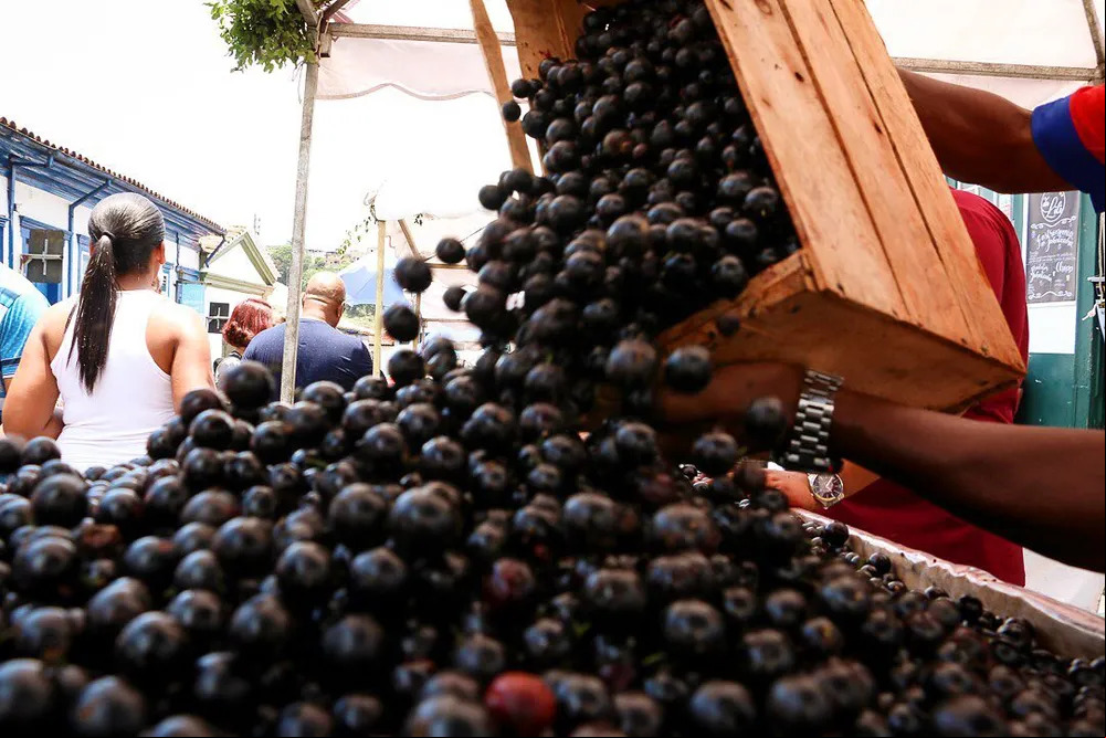 O festival tem uma programação gastronômica, além de manifestações culturais e artísticas. O evento reúne produtores e artistas locais, e chefs de todo o Estado. Os participantes podem desfrutar de pratos e bebidas que têm a jabuticaba como ingrediente principal.