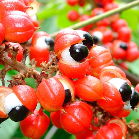 O guaraná, por sua vez, também de origem amazônica, conquistou a 41ª posição da lista, com uma nota de 4,2 estrelas.