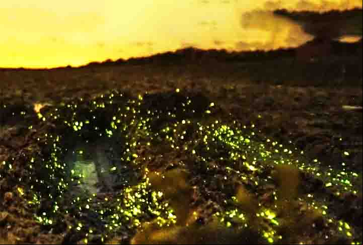 Os vaga-lumes habitam tanto regiões tropicais quanto temperadas. De maneira geral, eles preferem áreas quentes e úmidas, sendo apenas algumas espécies encontradas em regiões secas.