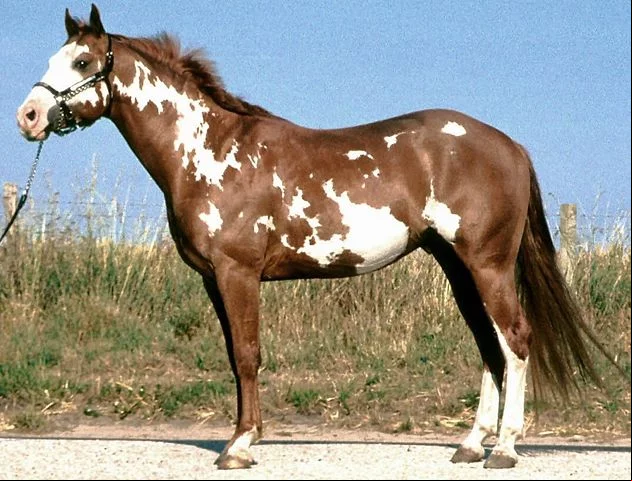 Também apreciado para a prática de esportes. Paint é pintura em inglês. E as manchas brancas dão o tom do nome do animal.