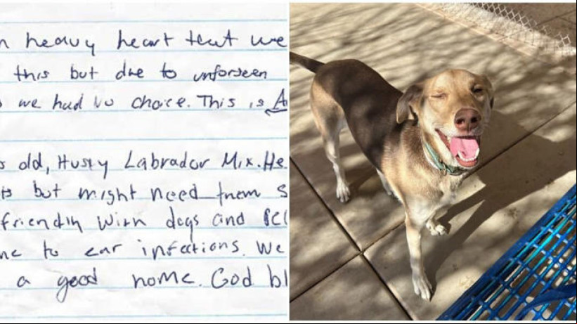 Cachorro foi encontrado amarrado no estacionamento do campus Sunnyslope com um bilhete