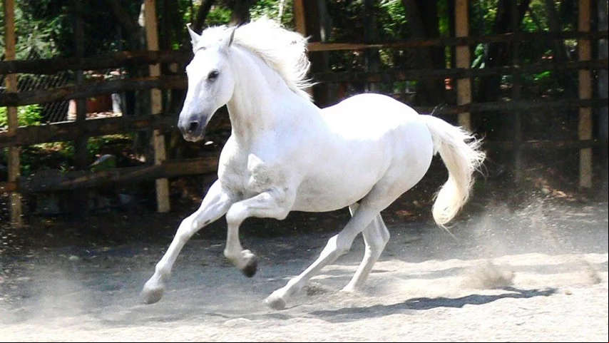 Andaluz - Originário da Península Ibérica, também chamado de Kings. Considerado o mais antigo cavalo de sela do mundo.