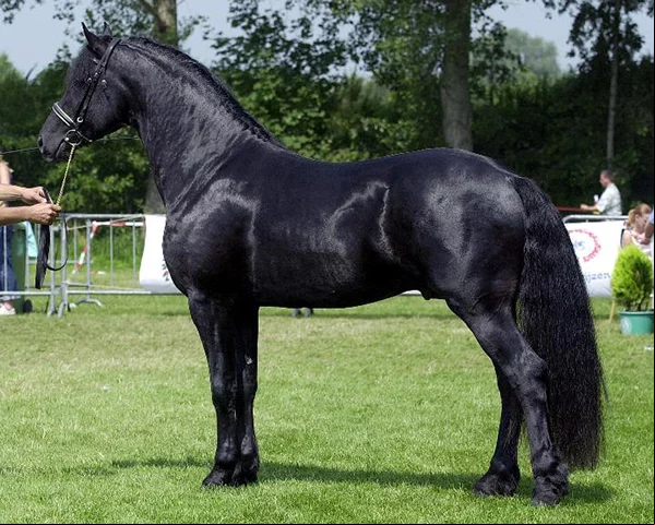 Frísio - Originário da Holanda. É um cavalo gracioso e ágil. Tem uma crina frisada, bem elegante.