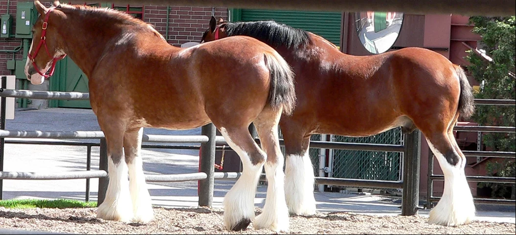 Clydesdale - Originário da Escócia. Muito usado como cavalo de tração, também é indicado para equitação terapêutica.