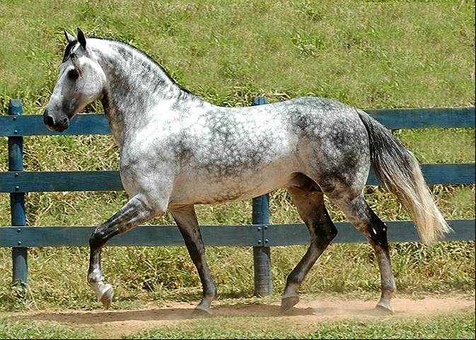 Mangalarga Marchador - Originário do Brasil , é fruto do cruzamento de cavalos portugueses (que vieram para o Brasil com a Corte no século XIX) e cavalos das fazendas do sul de Minas Gerais.