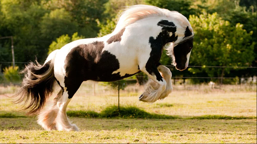 Gypsy Vanner - Chamado de Cavalo Cigano no Brasil. Foi difundido por ciganos nativos do Reino Unido.