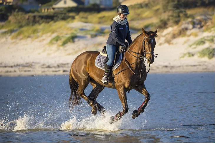 Saiba um pouco da história dessa espécie tão popular. Os cavalos começaram a ser domesticados por volta de 4.000 a.C. E até hoje estão presentes no dia a dia de milhões de pessoas.