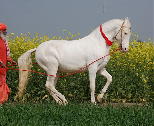 Marwari - Originário da Índia. Era considerado divino na região de Marwar. É descendente de cavalos de guerra que serviram aos nobres da Índia feudal.