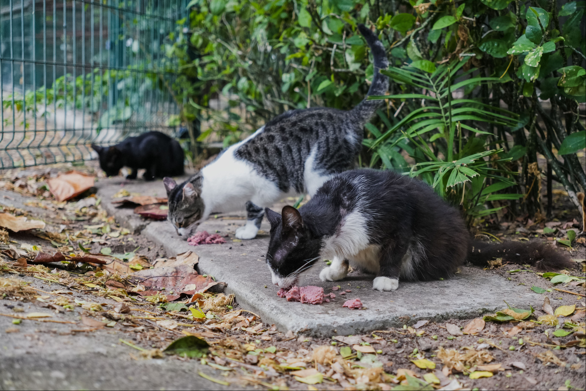 De acordo com o secretário, é preciso realizar um novo levantamento para dimensionar a quantidade de animais abandonados na Capital De acordo com o secretário, é preciso realizar um novo levantamento para dimensionar a quantidade de animais abandonados na Capital