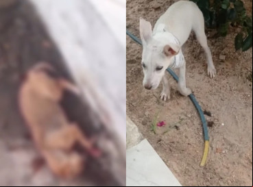 Casos de maus-tratos foram registrados na cidade de Mauriti, no Ceará 