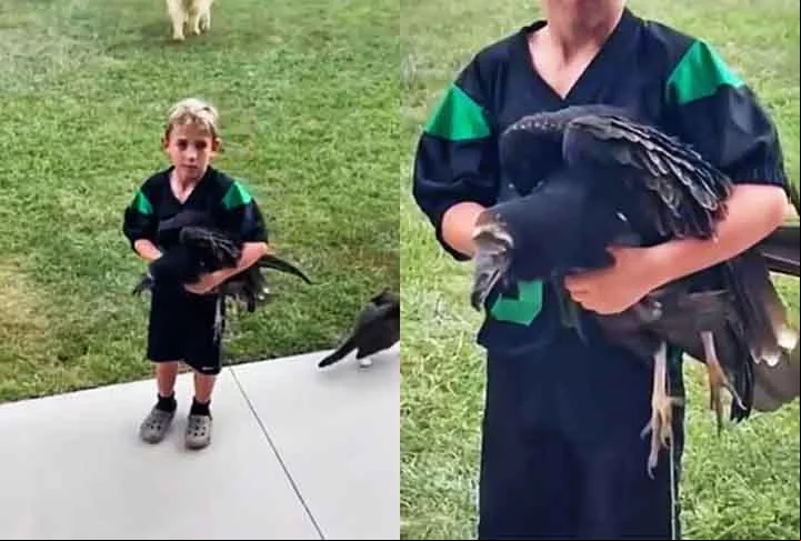 “Eu não sei o que é isso”, respondeu o garoto, segurando o abutre como se fosse um bichinho de estimação. Durante o vídeo, o menino aparentava acreditar ter uma galinha nas mãos. Mas logo foi alertado por seu pai. “Isso não é uma galinha. Pare de fazer carinho”.