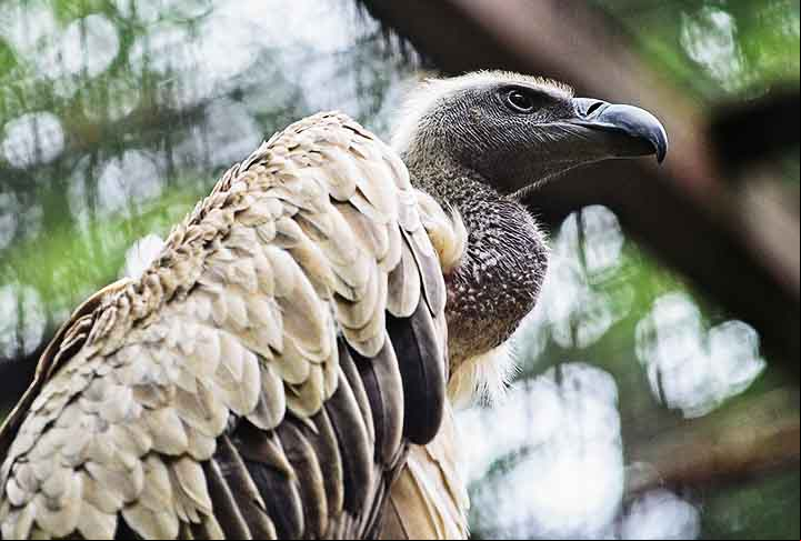 Diferentemente do que muitas pessoas pensam, os abutres não apresentam olfato bem desenvolvido. Para conseguirem seu alimento, eles contam com sua excelente visão, sentido que usam para avistar a carcaça de um animal ou mesmo outros abutres se alimentando.