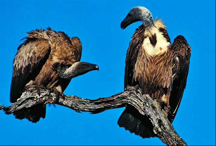 Abutre (ou abutre-do-velho-mundo) é um nome popular utilizado para se referir a algumas aves de hábito necrófago da família Accipitridae. Dentre as espécies deste animal, algumas características se sobressaem como o grande porte, bico curvado e cabeça geralmente nua.