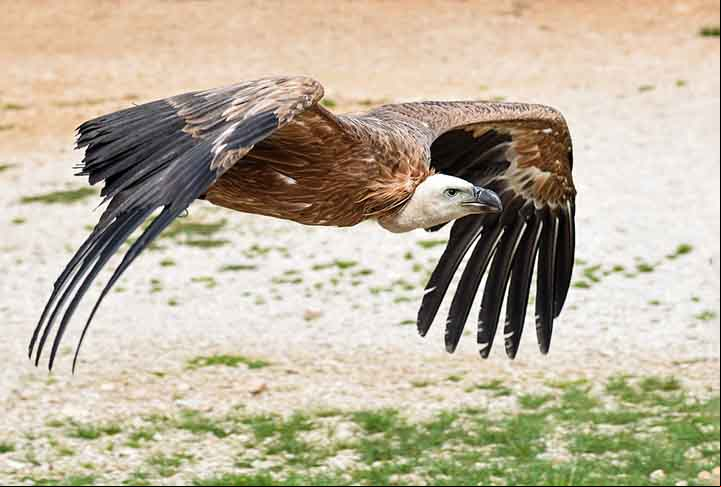 Eles são famosos pelo hábito de se alimentar de carniça, tal qual o urubu. Apesar da prática parecer desagradável torna-se essencial para a limpeza do ambiente.