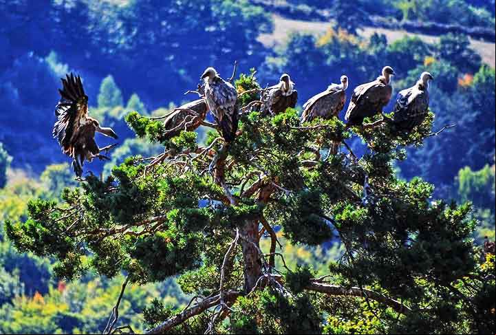 Elas são aves grandes que contam com uma visão muito bem desenvolvida. Pertencem à Accipitridae, uma família de aves muito diversificada que é composta, além de abutres, por águias e gaviões.